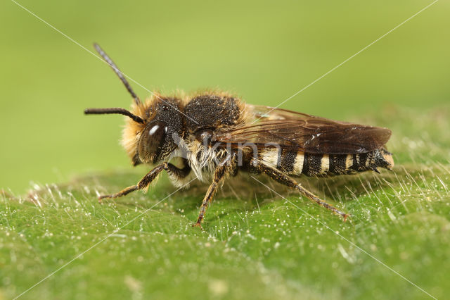 Gewone kegelbij (Coelioxys inermis)