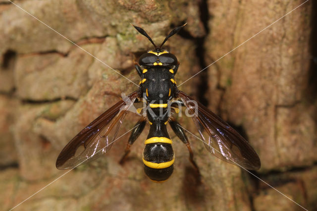 Grote Fopblaaskop (Sphiximorpha subsessilis)