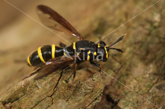 Grote Fopblaaskop (Sphiximorpha subsessilis)