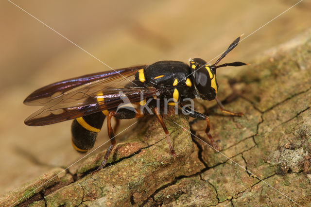 Grote Fopblaaskop (Sphiximorpha subsessilis)