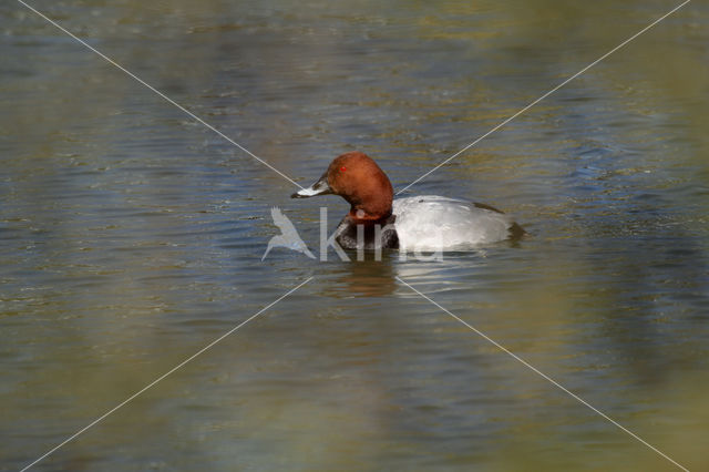 Pochard (Aythya ferina)