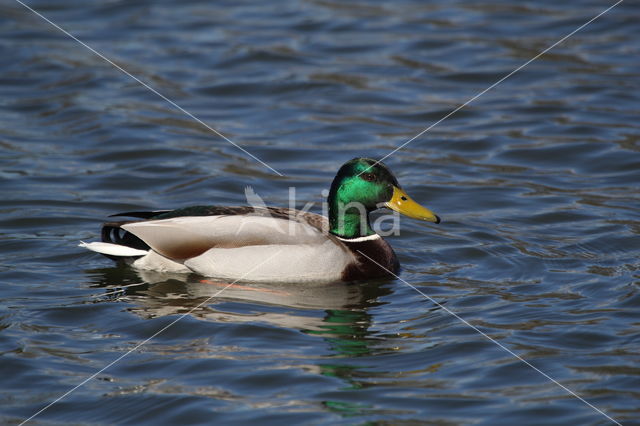 Wilde Eend (Anas platyrhynchos)