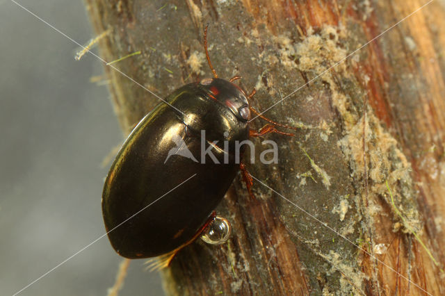 Agabus unguicularis