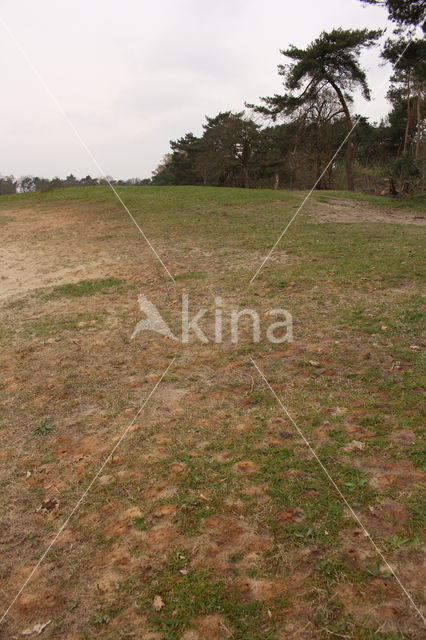 mining bee (Andrena vaga)