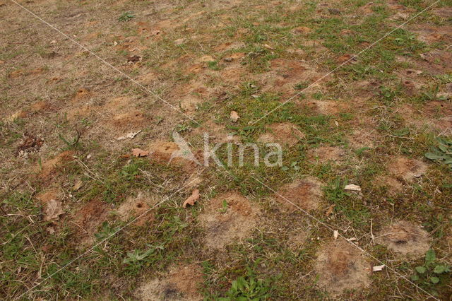 mining bee (Andrena vaga)