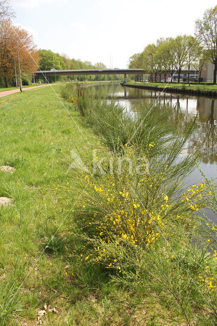 Broom (Cytisus scoparius)