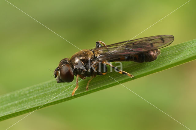 Scheefvlekkorsetzweefvlieg (Neoascia obliqua)