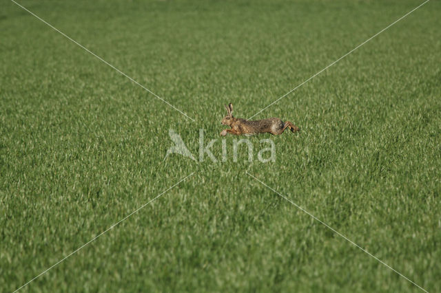 Brown Hare (Lepus europaeus)