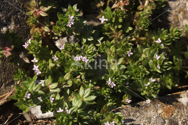 Blauw walstro (Sherardia arvensis)