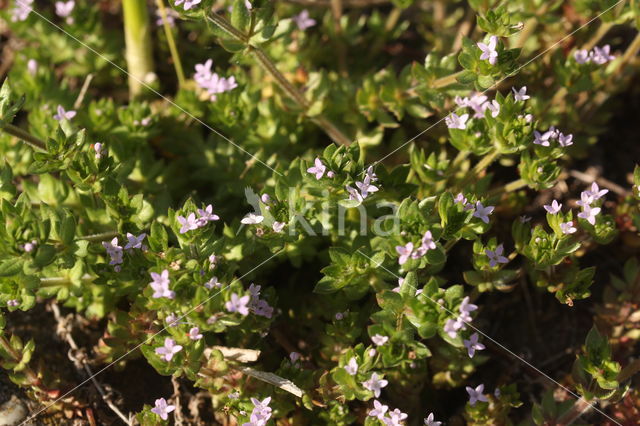 Blauw walstro (Sherardia arvensis)