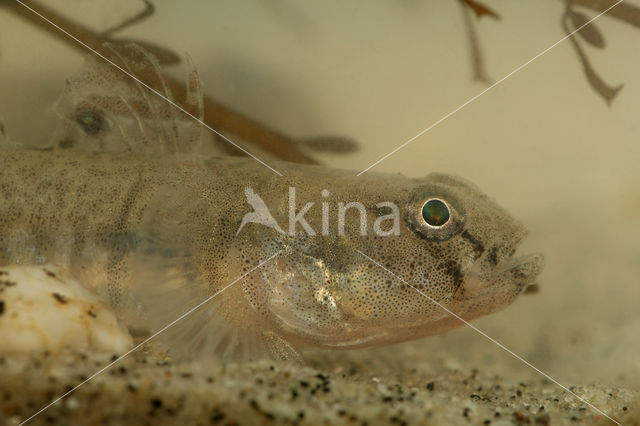 Common Goby (Pomatoschistus microps)