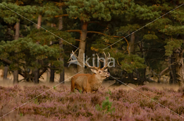 Red Deer (Cervus elaphus)