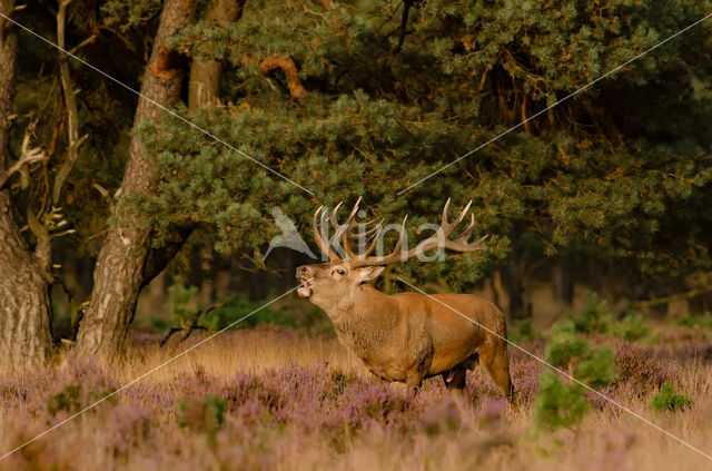 Red Deer (Cervus elaphus)