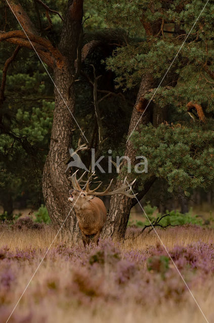 Red Deer (Cervus elaphus)