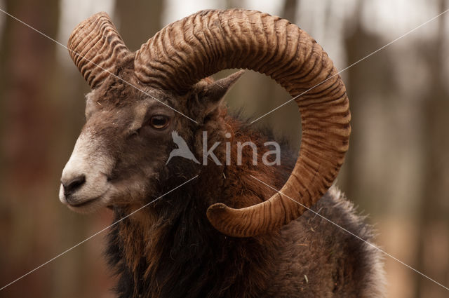 Mouflon (Ovis musimon)