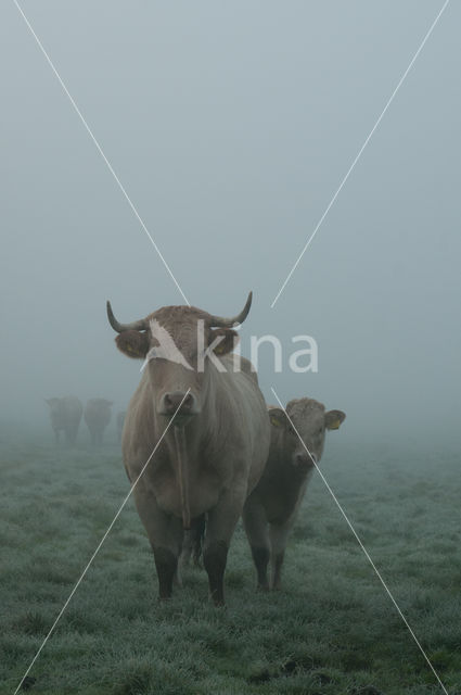 Cow (Bos domesticus)