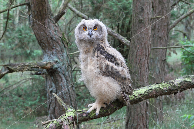 Eurasian Eagle-Owl (Bubo bubo)