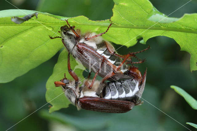 common cockchafer (Melolontha melolontha)