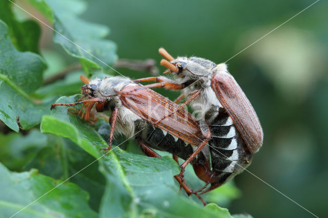 common cockchafer (Melolontha melolontha)