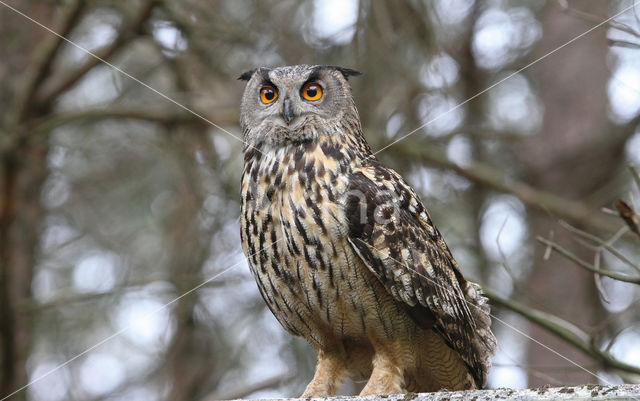 Eurasian Eagle-Owl (Bubo bubo)