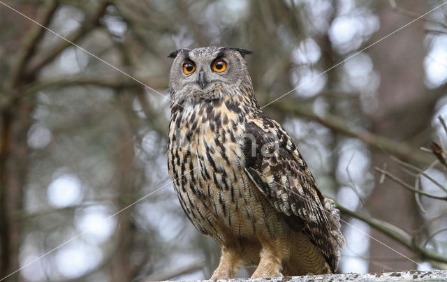 Eurasian Eagle-Owl (Bubo bubo)