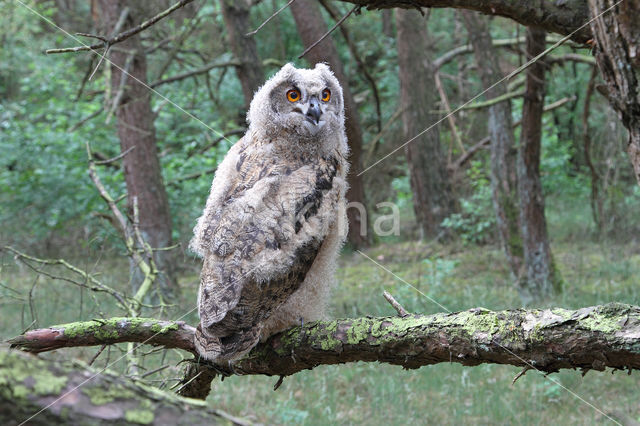 Eurasian Eagle-Owl (Bubo bubo)