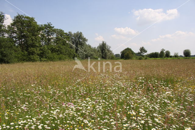 De Meerlangel