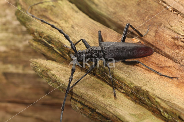 great capricorn beetle (Cerambyx cerdo)