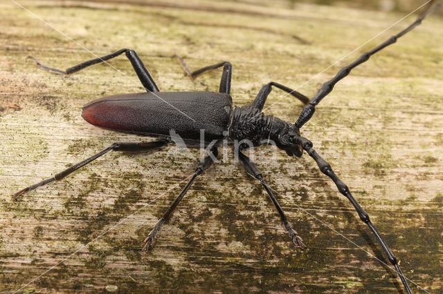 great capricorn beetle (Cerambyx cerdo)