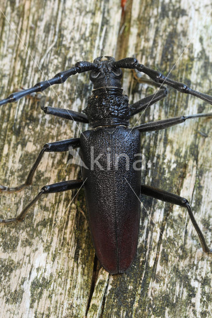 Heldenbok (Cerambyx cerdo)