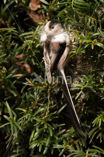 Aegithalos caudatus europaeus