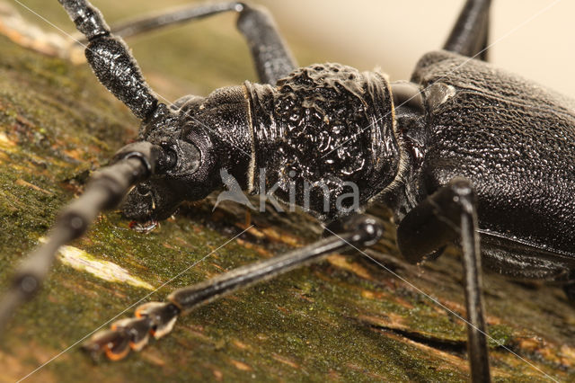 great capricorn beetle (Cerambyx cerdo)