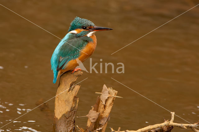 IJsvogel (Alcedo atthis)