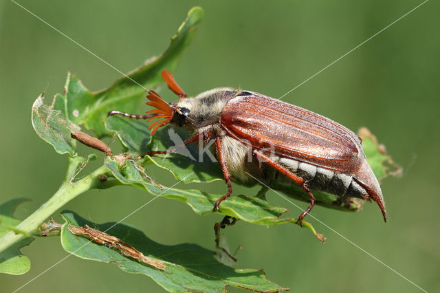 Gewone Meikever (Melolontha melolontha)