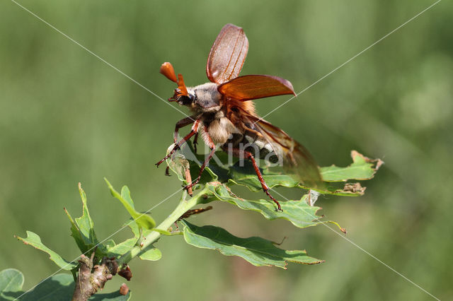 common cockchafer (Melolontha melolontha)