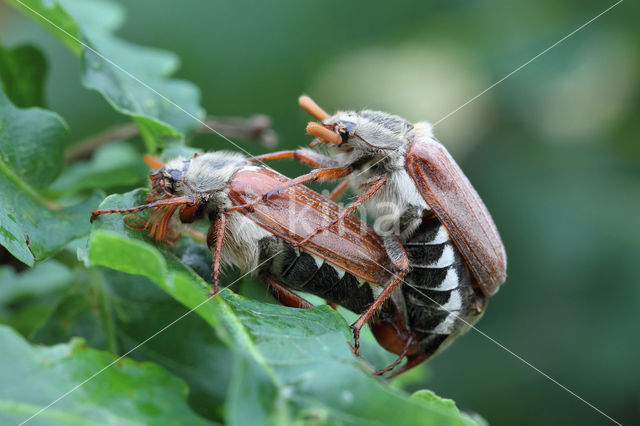 common cockchafer (Melolontha melolontha)