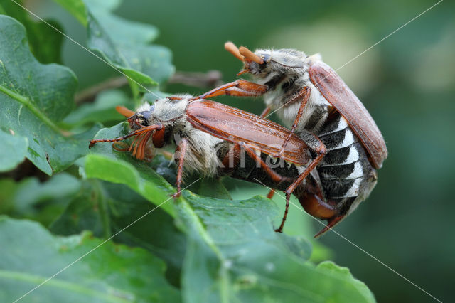 common cockchafer (Melolontha melolontha)