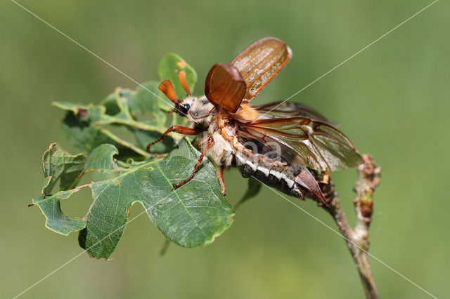 common cockchafer (Melolontha melolontha)