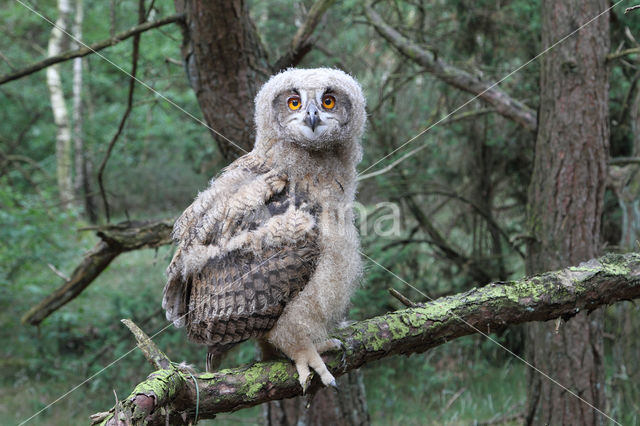 Eurasian Eagle-Owl (Bubo bubo)