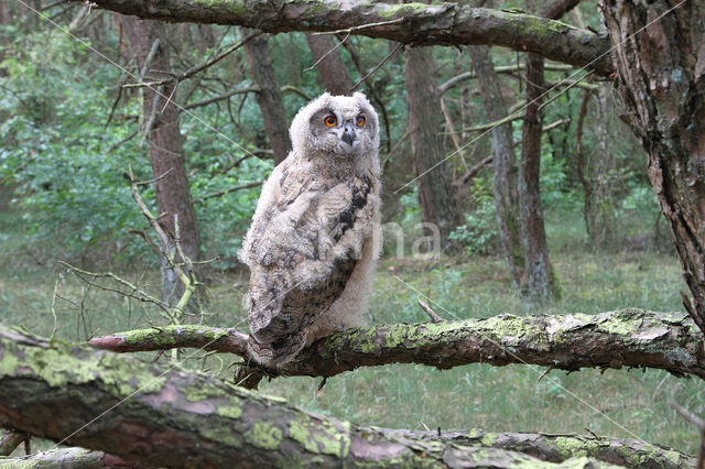 Eurasian Eagle-Owl (Bubo bubo)