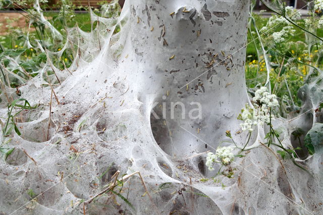 Kleine wintervlinder (Operophtera brumata)