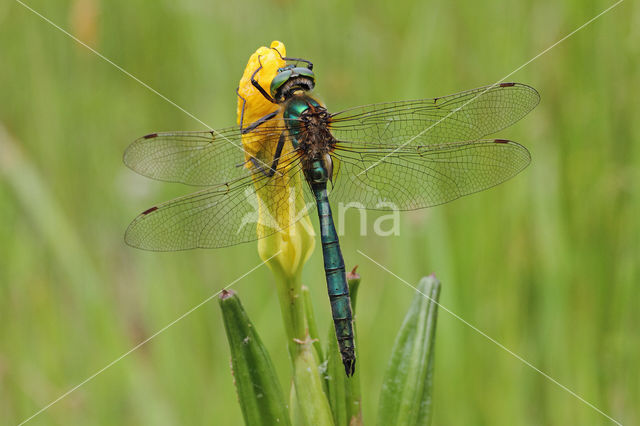 Brilliant Emerald (Somatochlora metallica)
