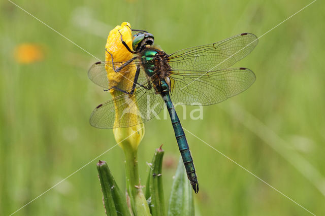 Metaalglanslibel (Somatochlora metallica)