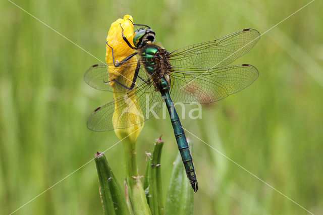 Metaalglanslibel (Somatochlora metallica)