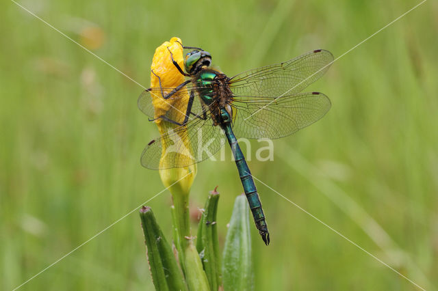 Metaalglanslibel (Somatochlora metallica)