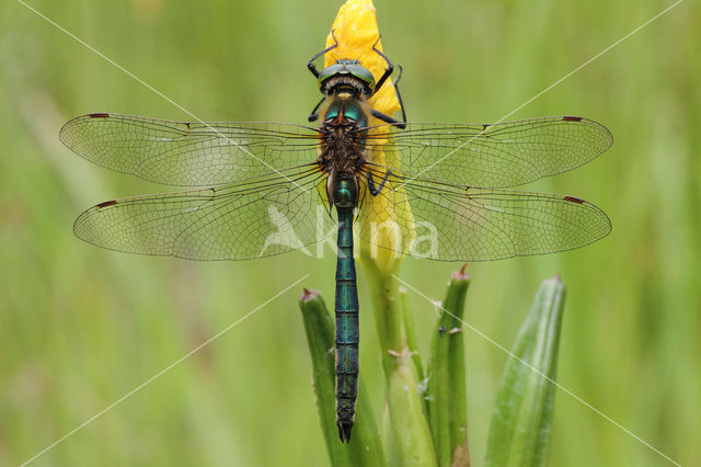 Metaalglanslibel (Somatochlora metallica)