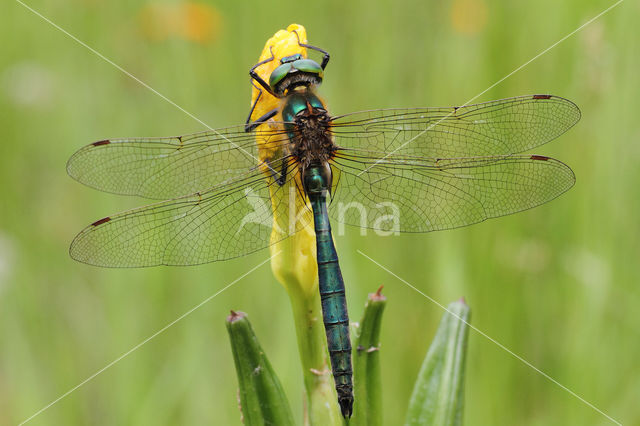 Metaalglanslibel (Somatochlora metallica)