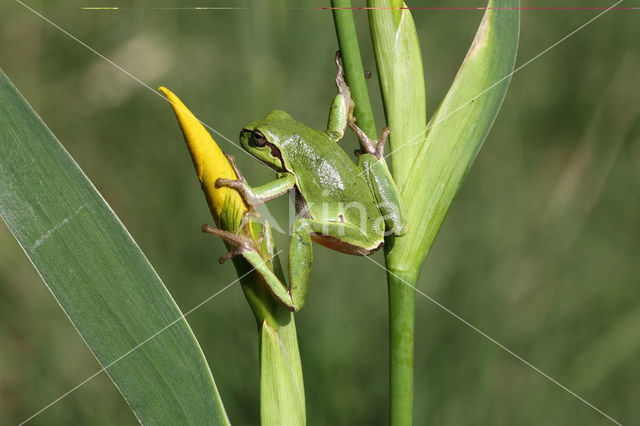 Boomkikker (Hyla crucifer)