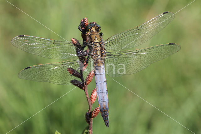 Gewone oeverlibel (Orthetrum cancellatum)