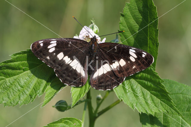 Kleine IJsvogelvlinder (Limenitis camilla)